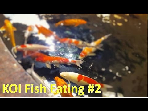 KOI FISH POND | Family Fun KOI fish pond at Vincom Mall Shopping Royal City Hanoi by HT BabyTV Video
