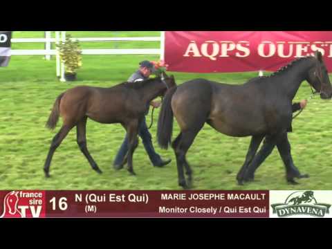 Show AQPS 2015 : lot 16 - N - M15 - Monitor Closely & Qui Est Qui