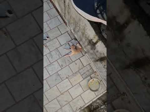 street dogs 🐕 family ❤️ #shorts #dog #puppy#viral #trending #shortsfeed