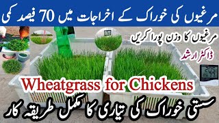 How to Grow Wheatgrass for Chickens | Reduce Poultry Feed Cost | Dr ARSHAD