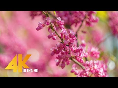 4K Spring Flowers and Autumn Leaves - Short Preview Video