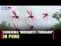 Mosquito Tornado In Pune Shocking Video Of A Swarm Of Mosquitoes Emerges From Pune