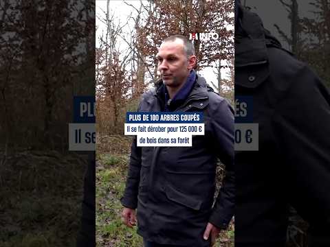 Il se fait dérober 125 000 € de bois dans sa forêt