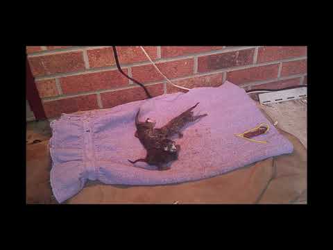 Removing Kitten Placentas - Momma Cat Abandoned Her Kittens