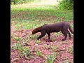 jaguarundi jungle cat #shorts @wildcatsinfo #wildcats #youtubeshorts