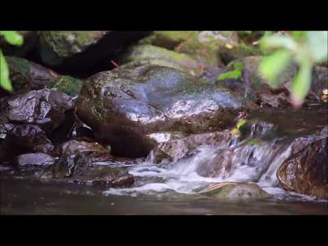 15 Minute Nature Sounds - Meditation Timer, Stream Water Sounds, Power Nap, Focus