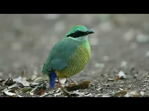 Pita vlnkovaná (Hydrornis elliotii) — hlas a správanie v prírode