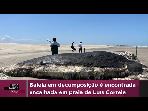 Baleia em decomposição é encontrada encalhada em praia de Luís Correia