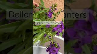 Dollar Tree planters | $1 Flower Pots | plants for beginners ideas #garden #plants #dollartree