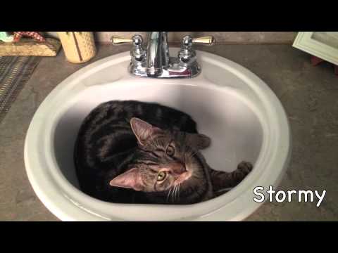 TARAA Christmas 2013