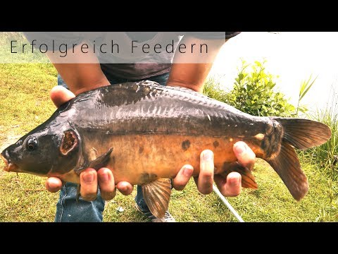 Erfolgreich Feedern auf Karpfen // Spreewald // alte Lehmgrube
