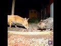 Swiper No Swiping Fox Vs Cat