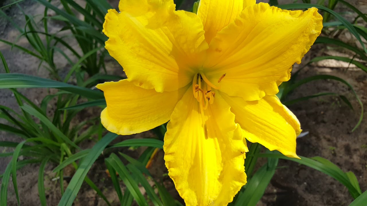 Лилейник Молокай . Hemerocallis Molokai .