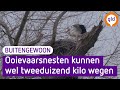 Wist je dat een ooievaarsnest wel duizenden kilo's kan wegen? - Buitengewoon