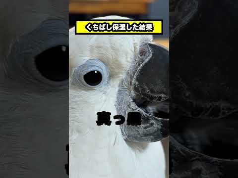 くちばし保湿って意味あるの？ #shorts