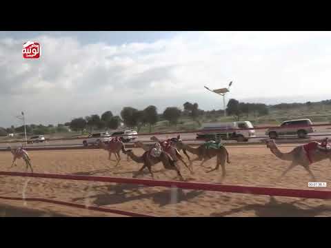  ش 23 (متعبه) لـ  مانع راشد سعيد الكيبالي 4:25 , شارة الديوان 2026/1/17 حقايق السوان   