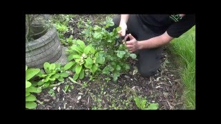 How to Prune Roses - Dead Heading.