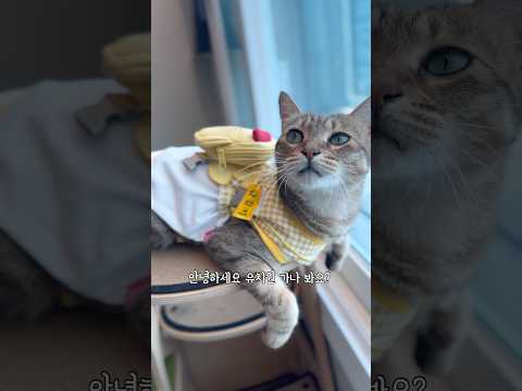 고양이 유치원 가방에는 뭐가 들었을까?