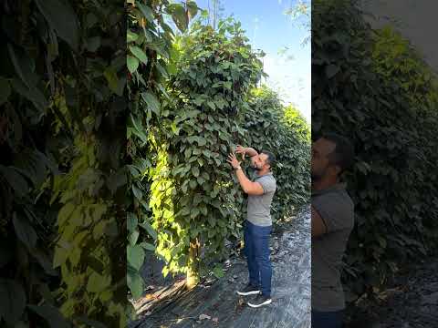 Plantio incrível de pimenta do reino em Jaguaré - Espírito Santo!