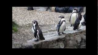 To the Dancers in the Rain - Emilie Simon ( Chester Zoo )