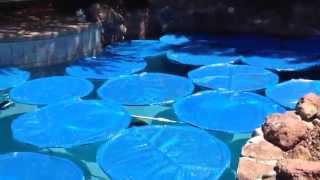 Homemade swimming pool solar rings from http://mikethepoolman.com