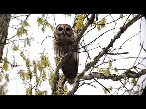 Barred Owl calling
