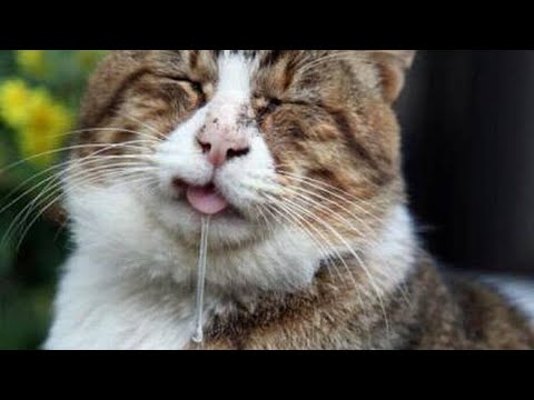 Why Is My Cat Drooling?/ Cat Drooling: When It's Normal and When Something's Wrong / Dr.hira saeed