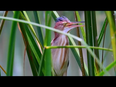 Yellow Bittern or Chinese Little Bittern in during mating season #birding #birdwatching #bird
