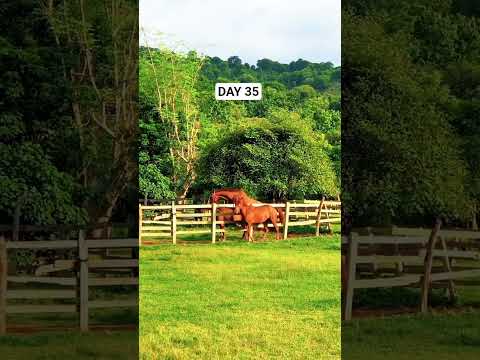 Day 35 || Official documentary program Montana Stable archive #animals #horse #pets