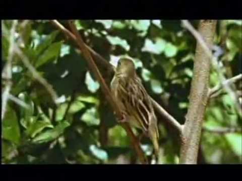 Trance2012 -with Dash & Dreas Vs. Robert