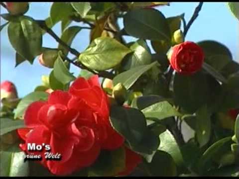 Colour your Life - Kamelien