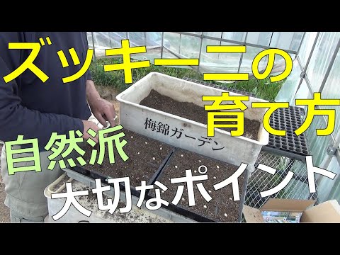 ズッキーニの種を地面に蒔く前に浸すのはなぜですか