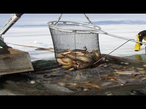Amazing Net Fishing under Ice - Big Catch in the River ► 1