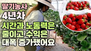 귀농 4년만에 딸기 농사 성공! 비용 감소 & 수익 증가 노하우 공개