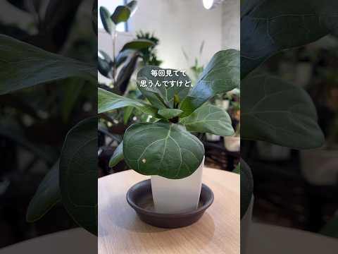 黒くなった植物の対処法は？美しい緑の葉を作るための4つの解決策!  庭園