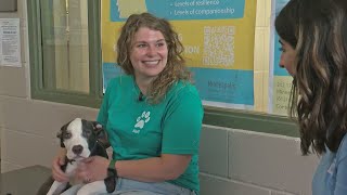 All pets adopted at Minneapolis Animal Care &amp; Control&#39;s free adoption event