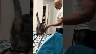 Download lagu @ethebaddezt: When your kitty is the real like cck blocker 😂😂😂 #cat  #catlover #kitty mp3