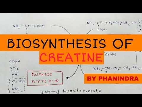N2 bases NITROGENOUS BASES PURINS AND PYRIMINDINS BIOTECHNOLOGY BY PHANINDRA GUPTHA