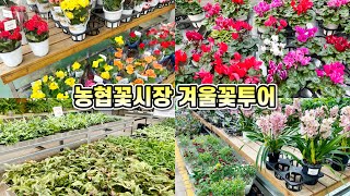 농협꽃시장 겨울꽃 투어!! 대박 할인코너와 크리스마스 용품까지!!