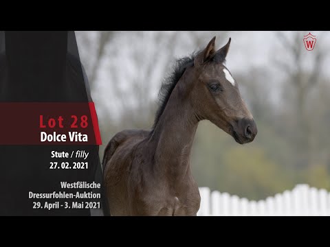 Westfälische Dressurfohlen-Auktion Lot 28 Dolce Vita SF v. Dancier Gold - Fürst Fugger
