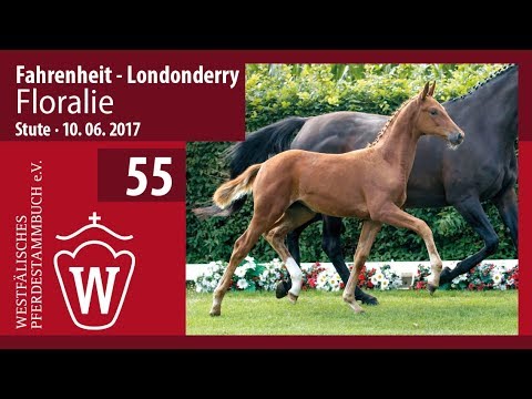 55 Floralie SF v. Fahrenheit - Londonderry