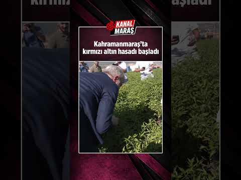 Kahramanmaraş’ta tarlalar kırmızıya büründü!