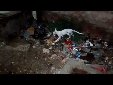 Cats fighting,jamnastic & enjoy with cats | vlog