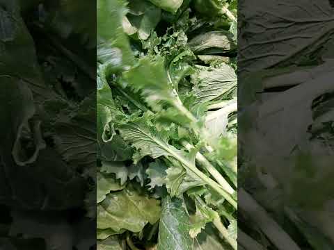 Cime di Rapa、茎キャベツ 植物