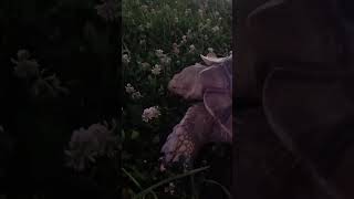 夜のお散歩 #リクガメ #tortoise #リクガメ #pets