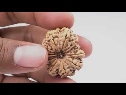 Rudraksha Product Image