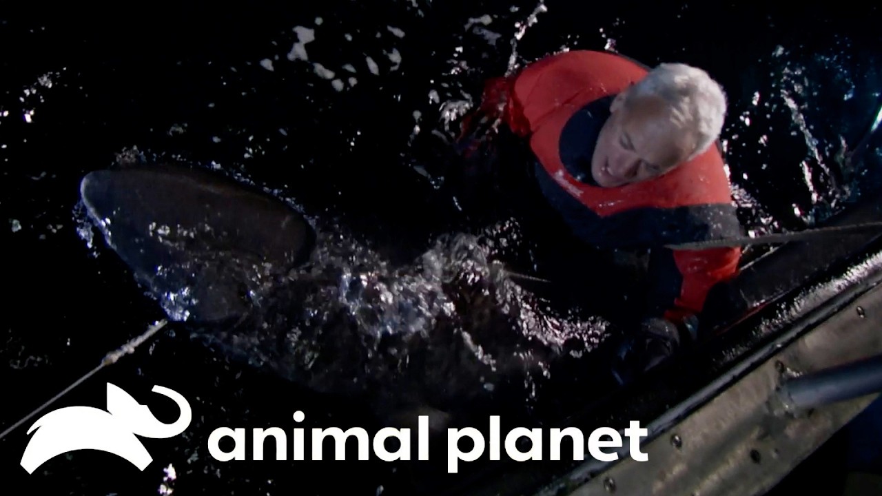 Jeremy Wade Gets in the Water with 400lb Shark! | River Monsters | Animal Planet