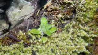 That Girl Could Sing _ Long Version