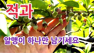 복숭아 적과 실습 보여 드립니다