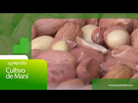 Agro in 2 minutes - PEANUT CULTIVATION 🥜